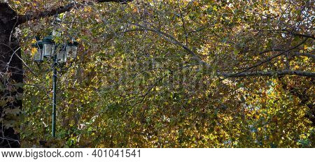 Plane Tree With Green And Dry Leaves Covers A Streetlight, Autumn Day. Platanus Rich Foliage Over La