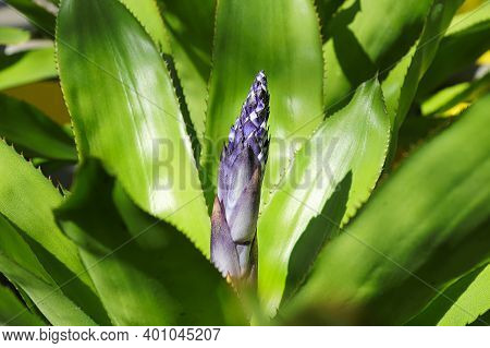 A Blossom Spike Growing On An Aechmea