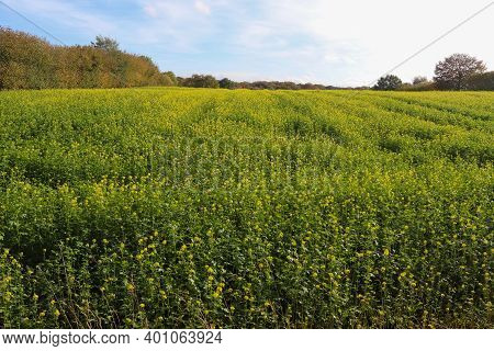 Beautiful Clouds In A Blue Sky In A Northern European Agriclutural Landscape
