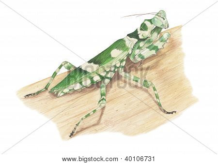 Çiçek mantis