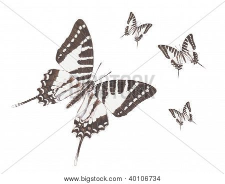 Uçan swordtail