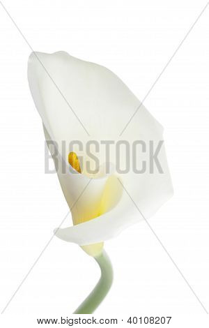 Makro lövés a fehér Calla liliom