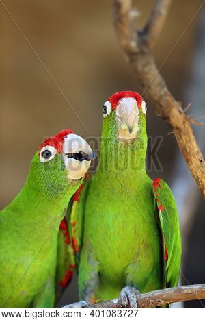 The Cordilleran Parakeet (psittacara Frontatus) A Pair Of Parrot Bites, One With Food Held By Its Fe