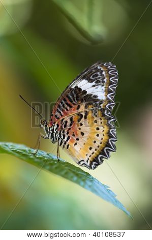 말레이 Lacewing 나비