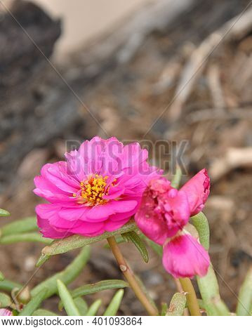A Pink Mesembryanthemums Know As A Vygie In South Africa