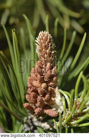 Dwarf Mountain Pine Mughus - Latin Name - Pinus Mugo Mughus