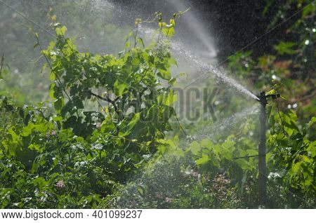 Water Sprinkler Irrigating A Potatoes Cultivation. Agulo. La Gomera. Canary Islands. Spain.