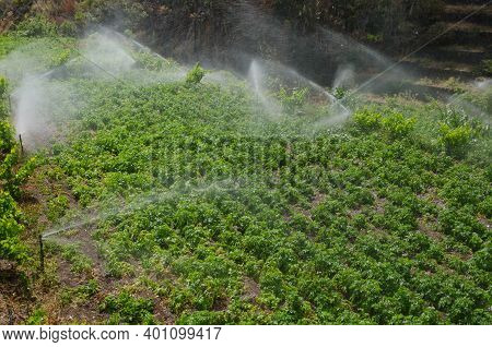 Irrigation Of A Potatoes Cultivation. Agulo. La Gomera. Canary Islands. Spain.