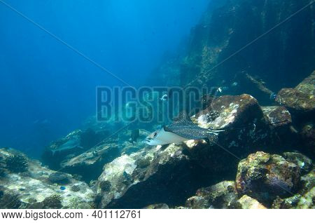 Whitespotted Eagle Ray (aetobatus Ocellatus) Swimming Between The Reef Rocks