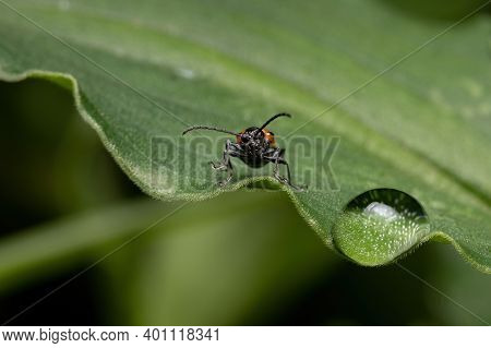 Adult Shining Leaf Beetle