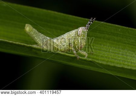 Short Horned Grasshopper Nymph Of The Family Acrididae