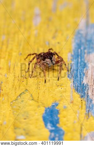 Small Jumping Spider