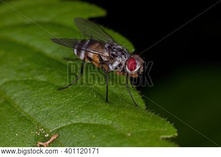 Adult Bristle Fly
