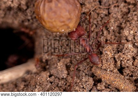 Adult Leaf Cutter Ant