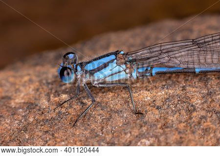 Adult Damselfly Insect