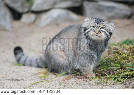 Pallas's Cat (otocolobus Manul). Manul Is Living In The Grasslands And Montane Steppes Of Central As