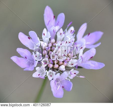 Scabiosa Columbaria Flower In Meadow. Munilla, La Rioja.
