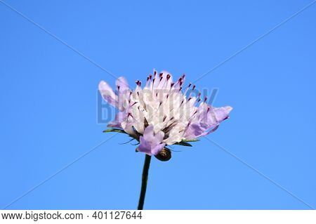Scabiosa Columbaria Flower Detail With Blue Sky In The Background.