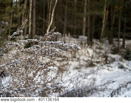 Withered Tall Grass Close-up Against The Background Of A Dense Mixed Forest. The Ground And Grass Ar