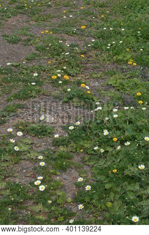 Flowers Of Paris Daisies Argyranthemum Frutescens And Flowers Of Tanger Reichardie Reichardia Tingit