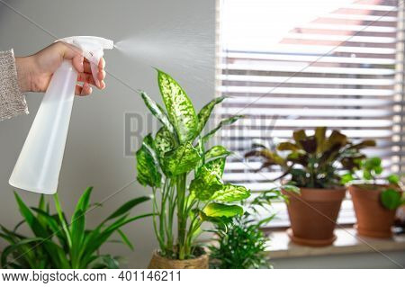 Female Hand Spraying Water On Indoor House Plant On Window Sill With Water Spray Bottle, Take Care O