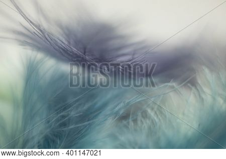 Gentle Blue And Green Background Of Fluffy Feathers