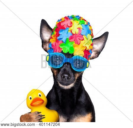 Prague Ratter Dog  , With Swim Cap And Goggles With Rubber Plastik Duck, Ready For The Swimming Pool