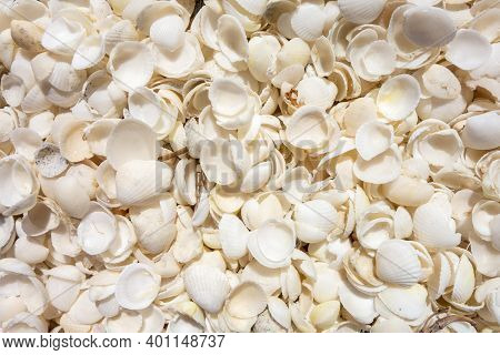 Abstract Background Of White Shells At Shell Beach In Western Australia Near The Denham
