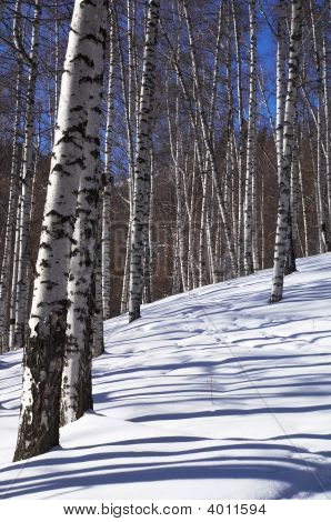 Winter Birkenwaldes