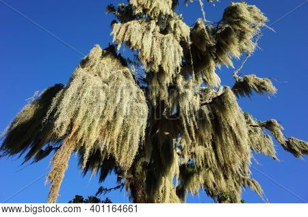 Spanish moss hunging from tree, close up view. Sunny day blue sky, Green environment Nature of Chile, Pucon