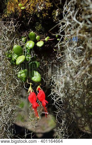 Small rare red flowers Chilean mitre flower and hanging curly Spanish moss close up photo with selective focus. Nature of Chile
