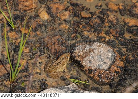 Columbia Spotted Frog (rana Luteiventris) In A Lake In Beartooth Mountains, Montana