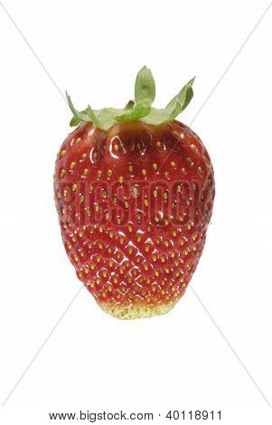 Fragola