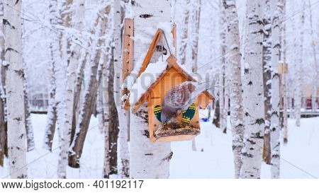 Pigeon Sitting In The Feedbox In Winter