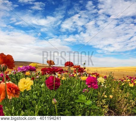 Greeting postcard. Multi-colored buttercups sway from the spring wind. Spring holiday greeting postcard. Sunny day. Blooming kibbutz field under a blue spring sky. The concept of artistic photography
