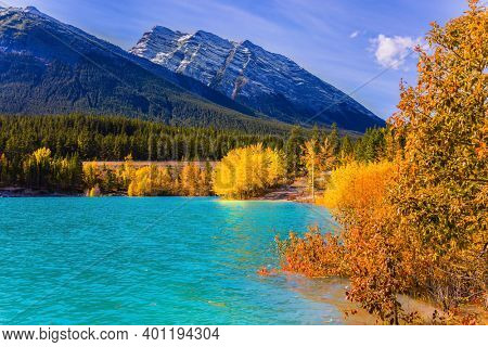 Concept of active, ecological and photo tourism. Artificial Abraham lake reflects the golden foliage of aspen and birches. Autumn flood of Abraham lake, Canada