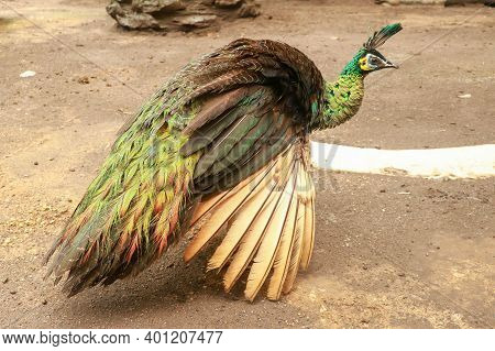 Peacock - Peafowl With Open Tail, Beautiful Representative Exemplar Of Male Peacock In Great Metalic