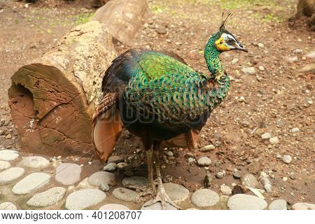 Peacock - Peafowl With Open Tail, Beautiful Representative Exemplar Of Male Peacock In Great Metalic