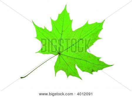Maple Leaf