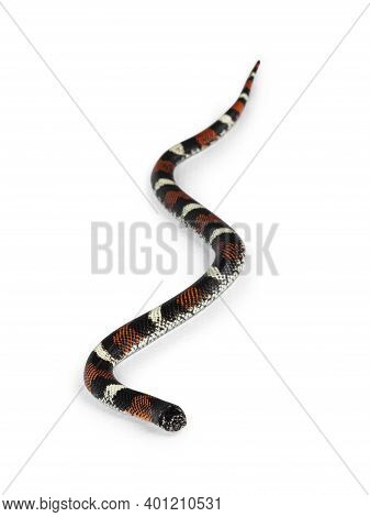 Tri-color Hognose Aka Xenodon Pulcher Snake. Isolated On White Background.