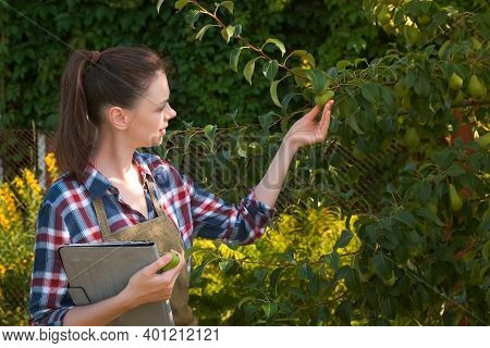 Agronomist Woman Conducts Inspection Of Pear Tree In Fruit Garden And Puts Indicators In Tablet. Agr