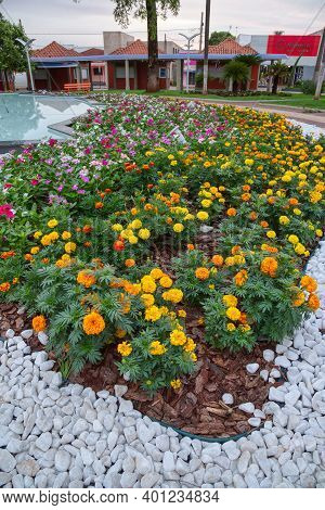 Cassilandia, Mato Grosso Do Sul, Brazil - 12 21 2020: Marigolds Yellow Flowers Of The Genus Tagetes 