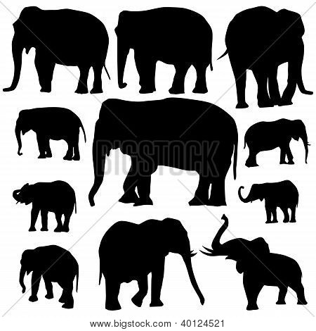 흰색 바탕에 코끼리 실루엣