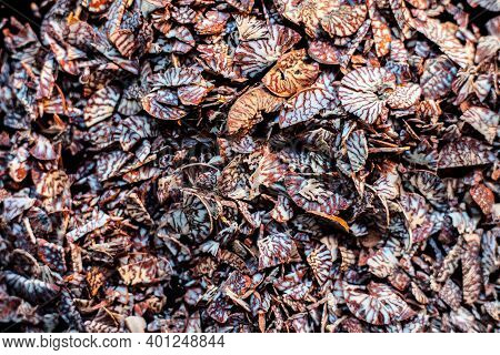 Close Up Shot Of Cut Betel Nut Or Areca Nut On A Black Surface.