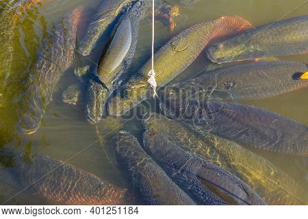 Arapima Fish In A Zoo Pond In Thailand