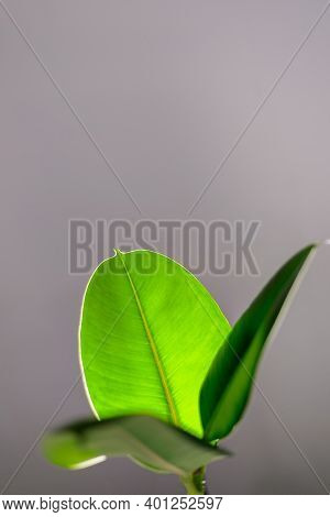 Texture Of Ficus Leaves On A Gray Background.clean Leaves Are Illuminated By Light. Juicy Green Colo