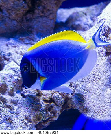 Marine Aquarium Fish Naso Lituratus Ocean Background
