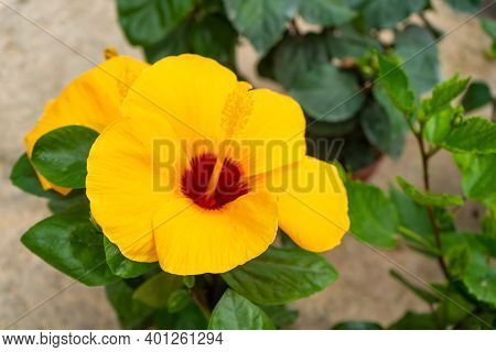 A Vibrant, Color-rich Hibiscus Flower Close Up.