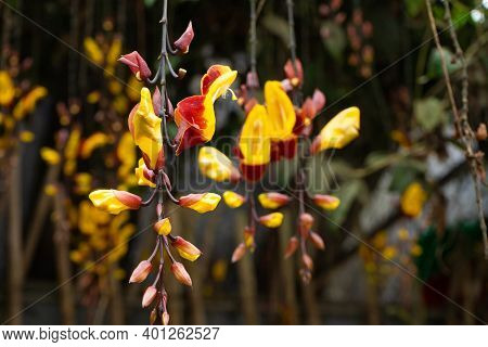 Tunberia Beautiful Perennial Herbaceous Climbing Plants Of Asia.