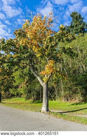 A Trre With Autumn Colors By A Walkway At Lincoln Park In West Seattle, Washington.